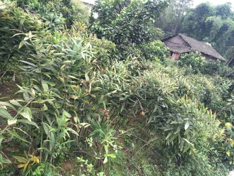 四川姜型不倒苗甜黄精大苗成活率高。售后免费提供技术服务。