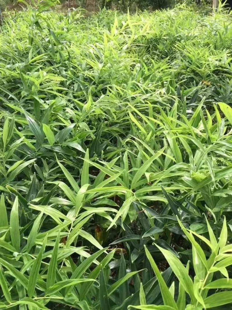四川姜型不倒苗甜黄精大苗成活率高。售后免费提供技术服务。