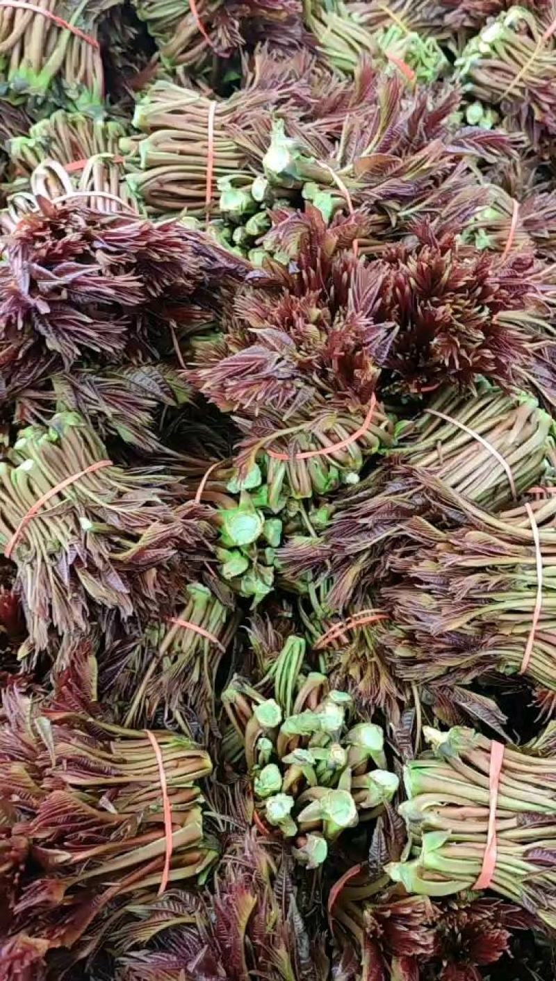 香椿，香椿头，红香椿，香椿芽四川大竹红油香椿芽春芽基地