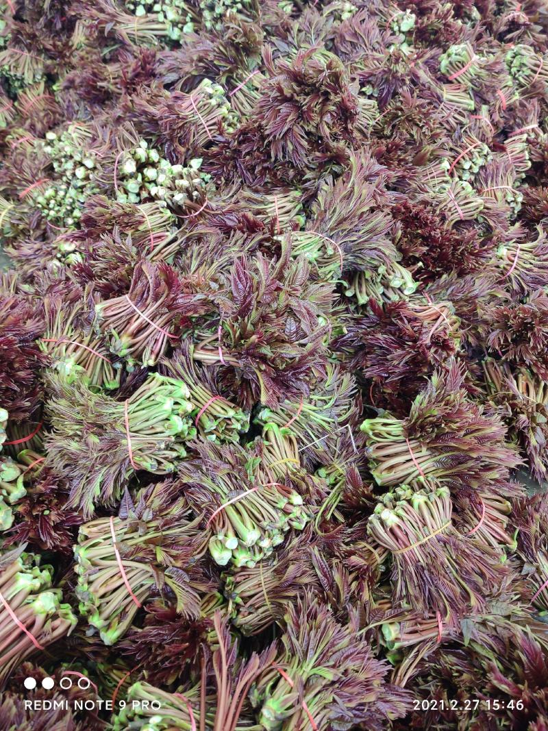 香椿，香椿头，红香椿，香椿芽四川大竹红油香椿芽春芽基地