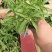 山东省青州市芝樱小苗芝樱花卉种苗山东丛生福禄考小苗