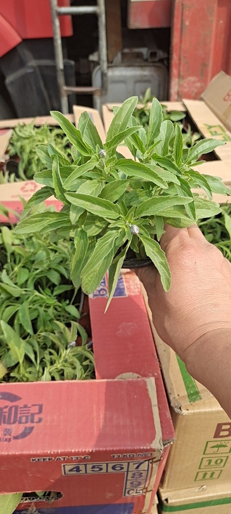 山东省青州市芝樱小苗芝樱花卉种苗山东丛生福禄考小苗