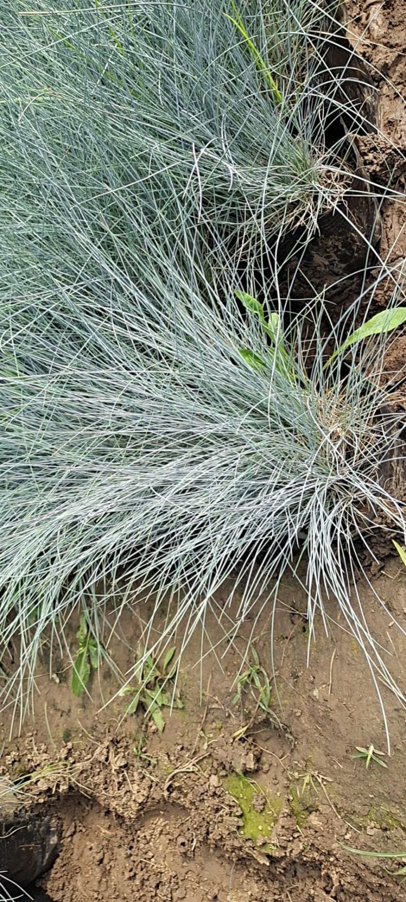 山东省青州市芝樱小苗芝樱花卉种苗山东丛生福禄考小苗