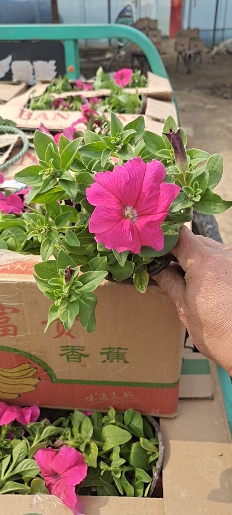 山东省青州市芝樱小苗芝樱花卉种苗山东丛生福禄考小苗