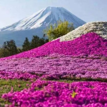 山东省青州市芝樱小苗芝樱花卉种苗山东丛生福禄考小苗