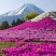 山东省青州市芝樱小苗芝樱花卉种苗山东丛生福禄考小苗
