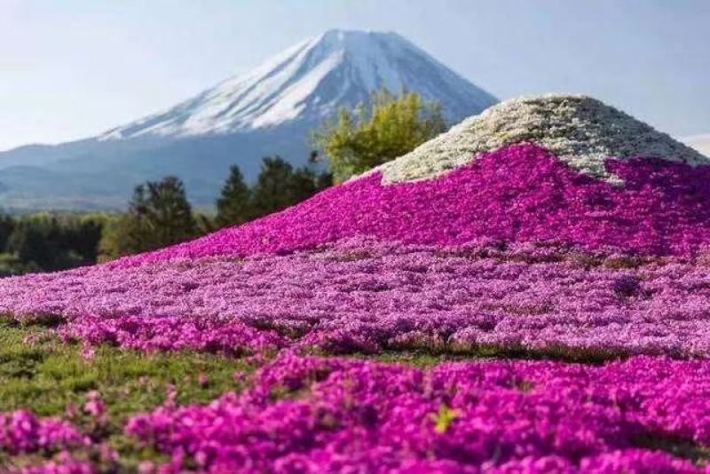 山东省青州市芝樱小苗芝樱花卉种苗山东丛生福禄考小苗