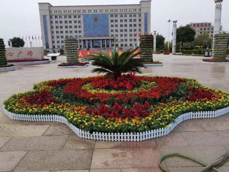 山东省青州市芝樱小苗芝樱花卉种苗山东丛生福禄考小苗