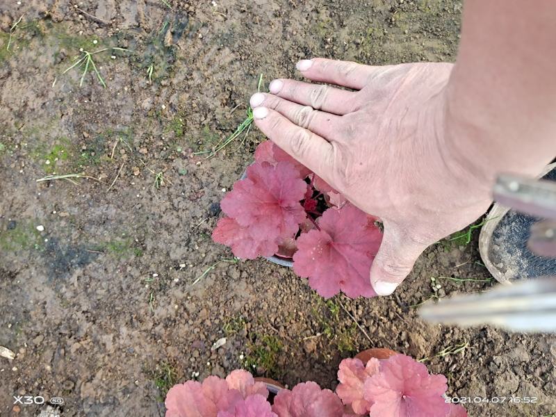 山东省青州市芝樱小苗芝樱花卉种苗山东丛生福禄考小苗