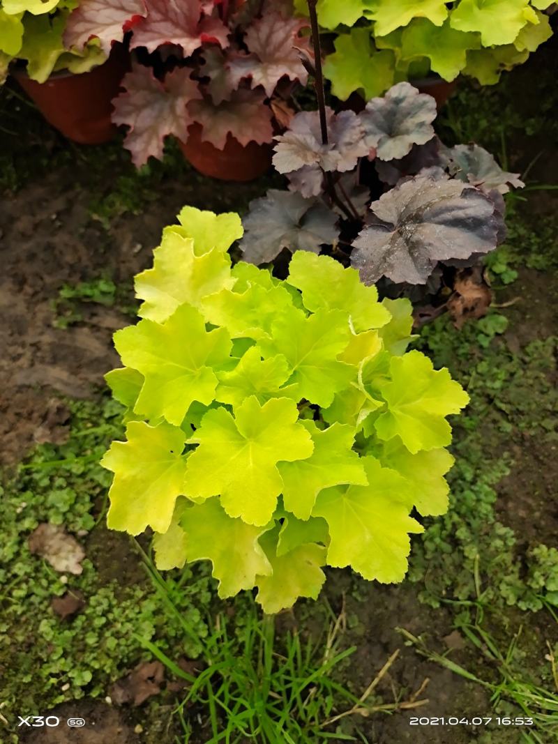 山东省青州市芝樱小苗芝樱花卉种苗山东丛生福禄考小苗