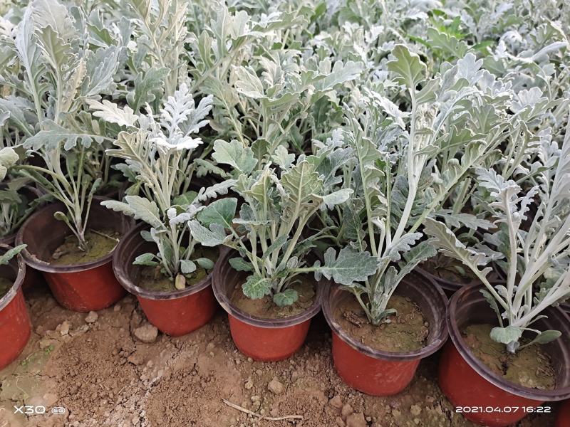 山东省青州市芝樱小苗芝樱花卉种苗山东丛生福禄考小苗