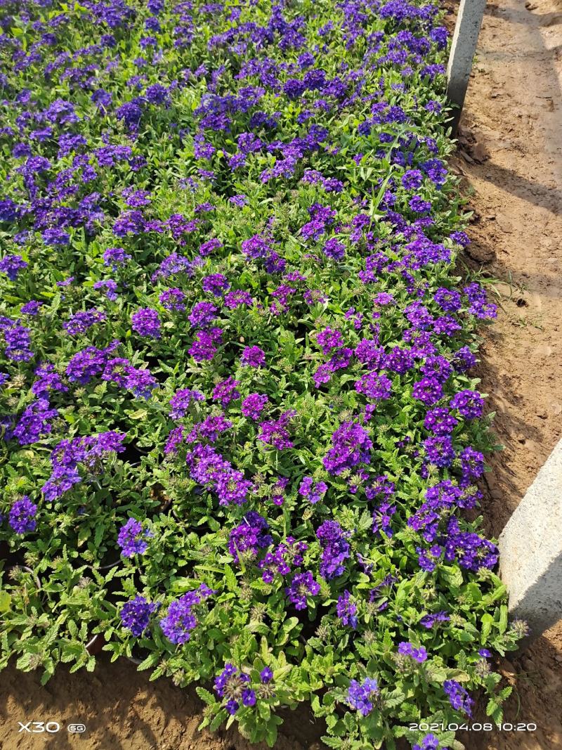 山东省青州市芝樱小苗芝樱花卉种苗山东丛生福禄考小苗
