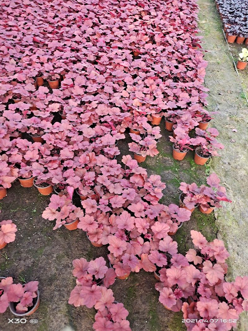 山东省青州市芝樱小苗芝樱花卉种苗山东丛生福禄考小苗