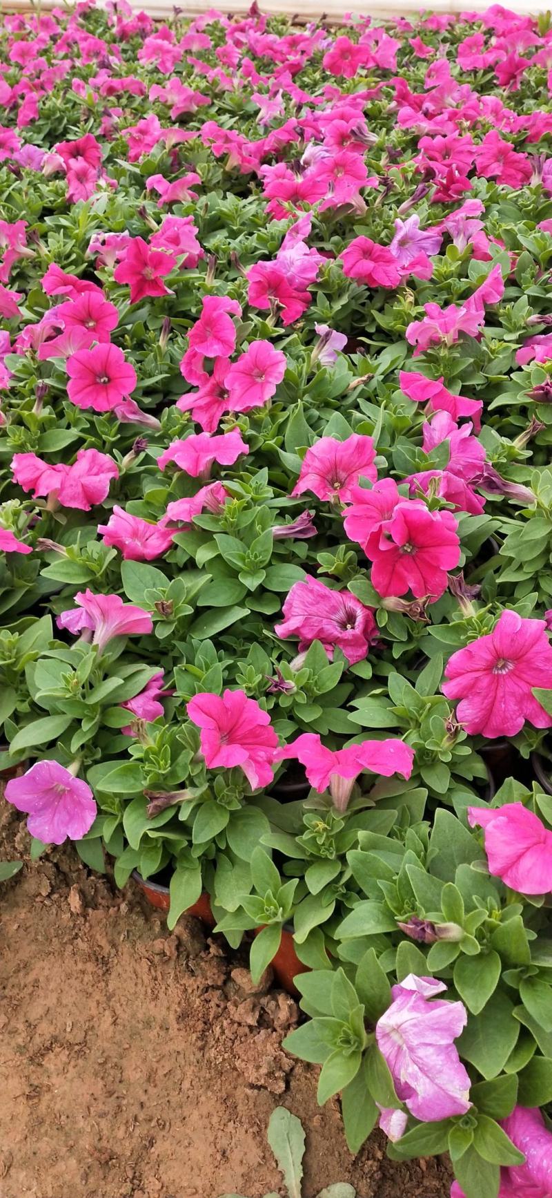 山东省青州市芝樱小苗芝樱花卉种苗山东丛生福禄考小苗
