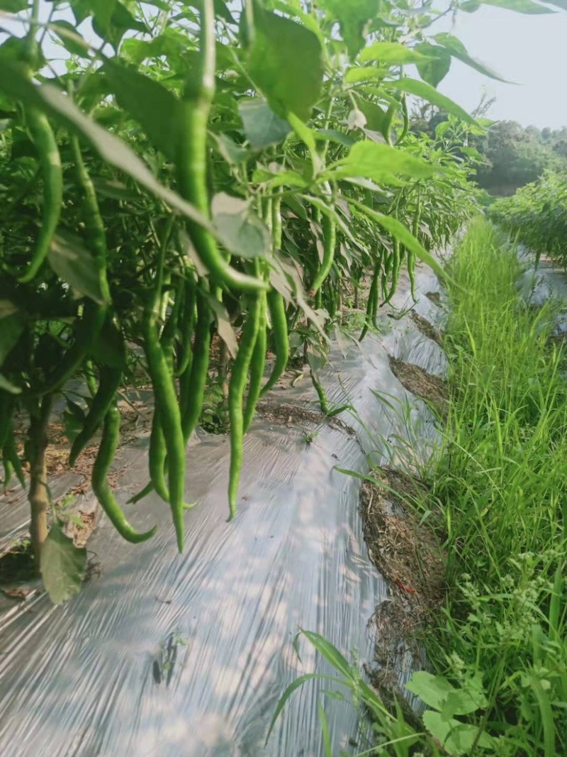 广西玉林博白8号大量上市欢迎各大商家前来订购