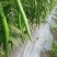 广西玉林博白8号大量上市欢迎各大商家前来订购