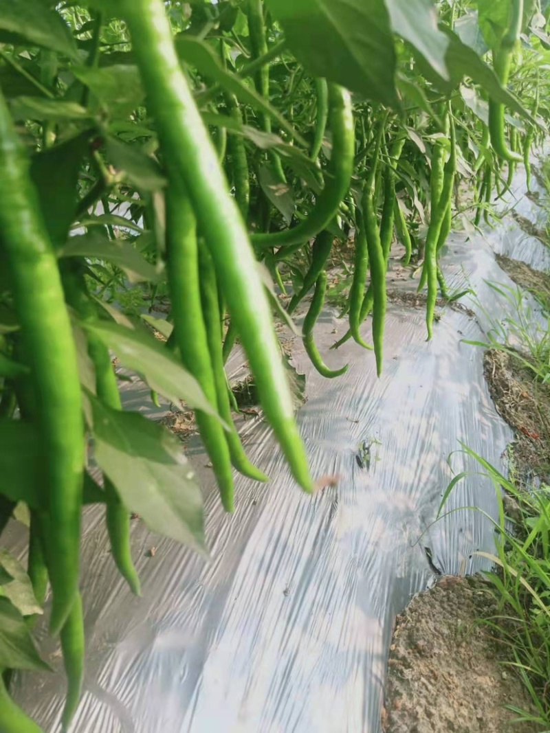 广西玉林博白8号大量上市欢迎各大商家前来订购