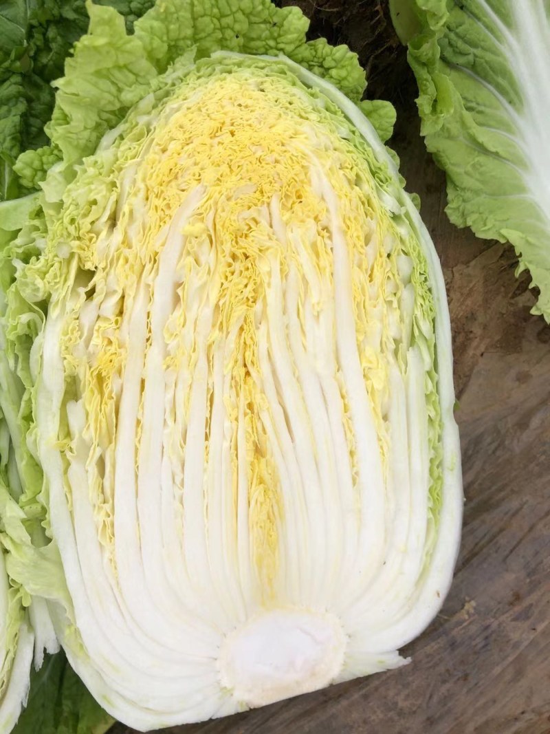 黄心白菜