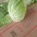 黄心白菜