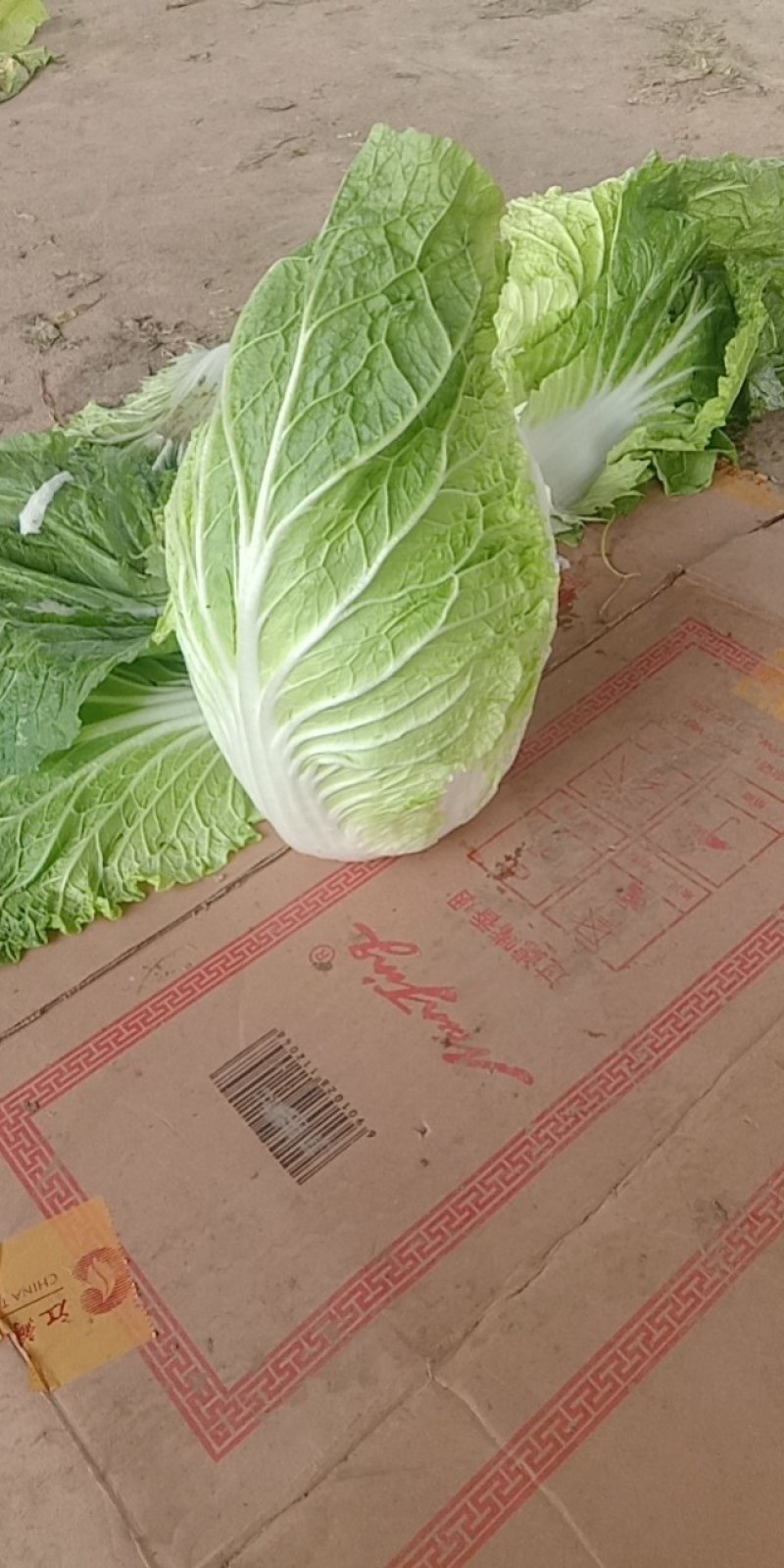 黄心白菜