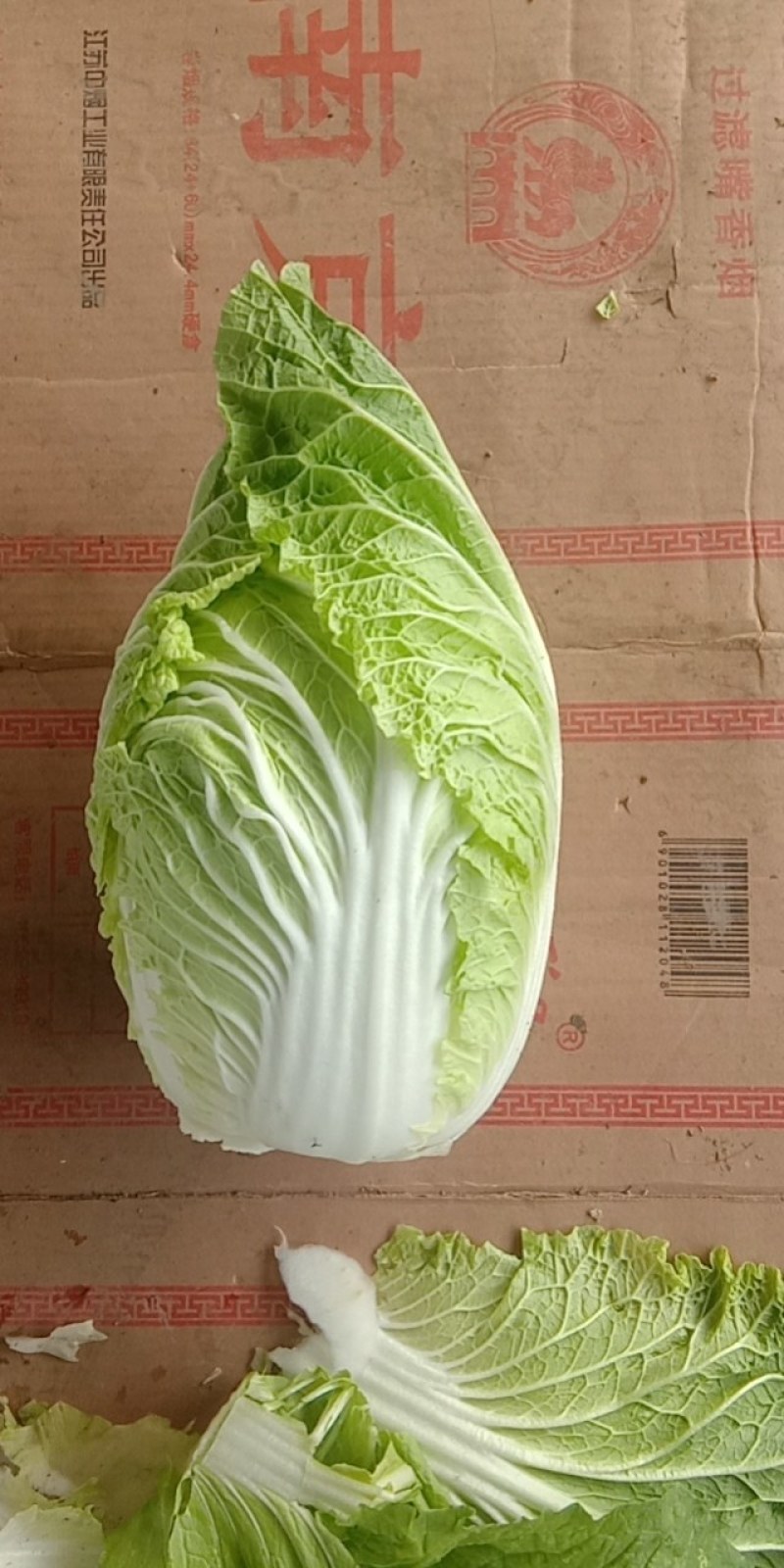黄心白菜