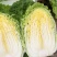 黄心白菜