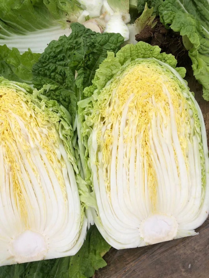 黄心白菜