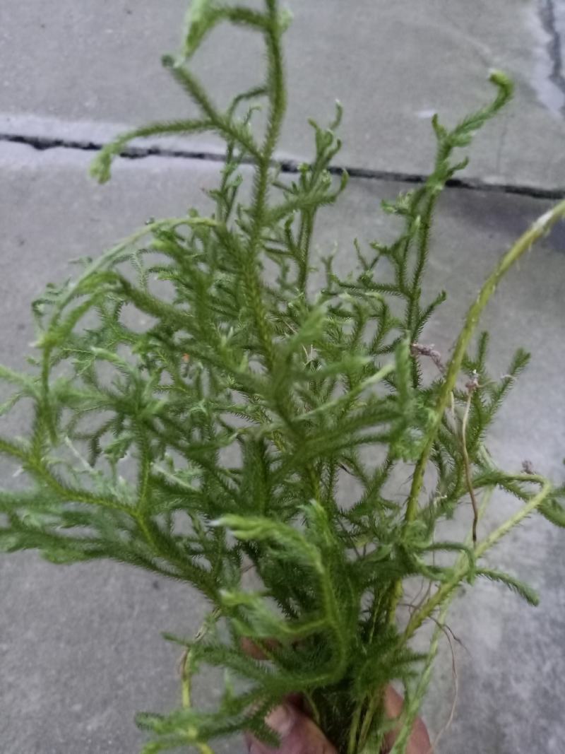 伸筋草舒筋草颜色正新货批发
