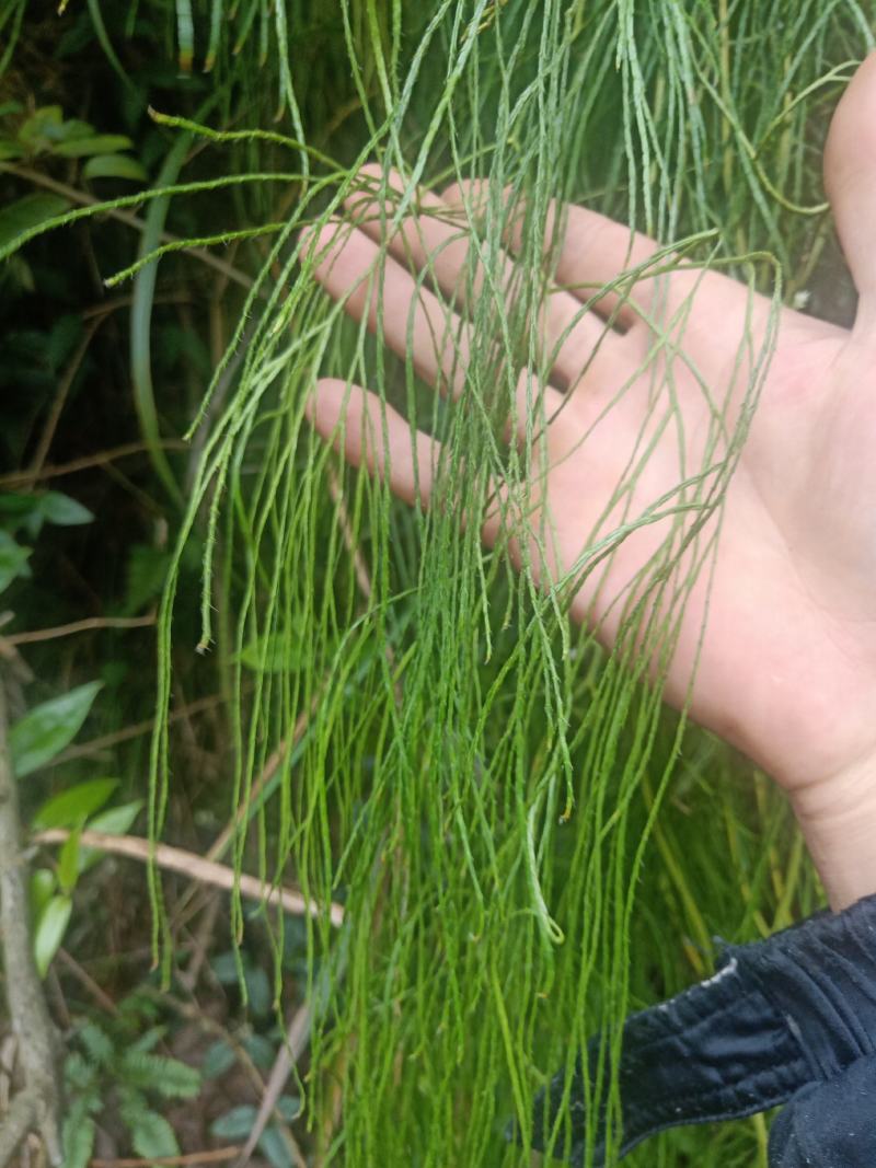 伸筋草舒筋草颜色正新货批发