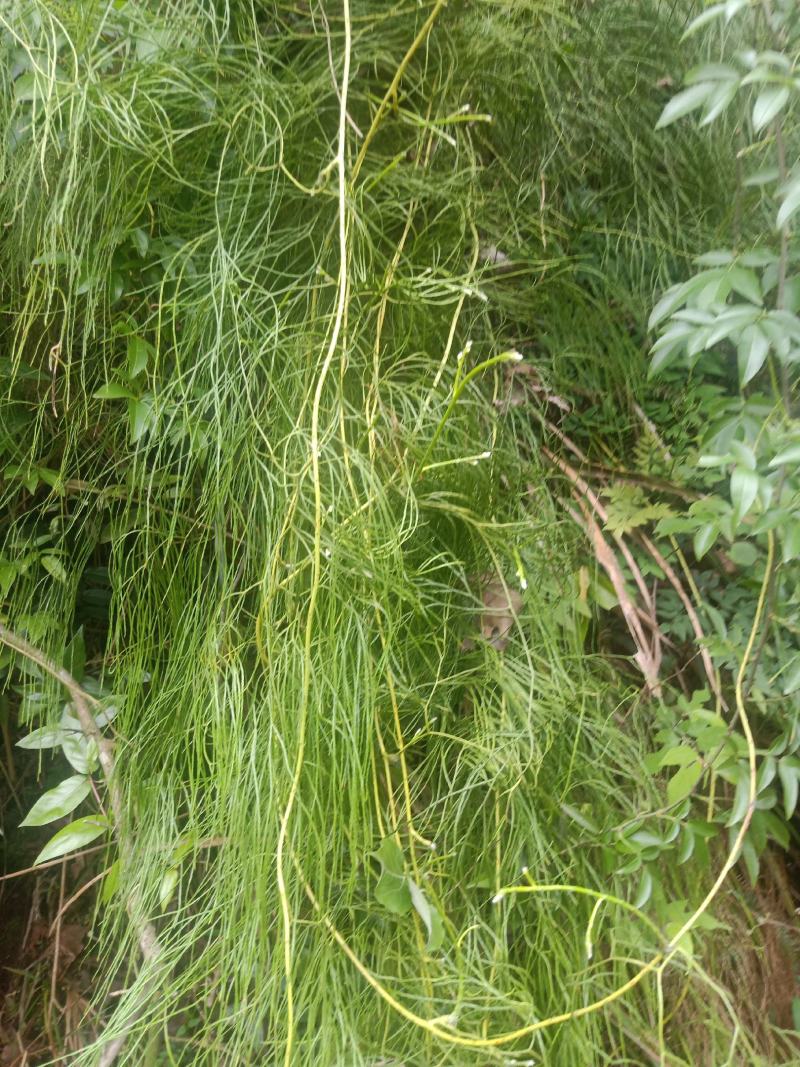 伸筋草舒筋草颜色正新货批发