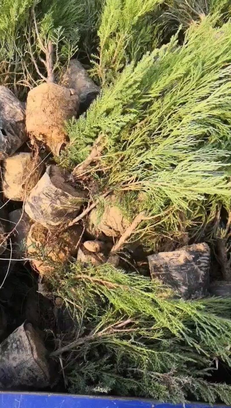 沙地柏苗沙地柏营养钵土球无纺布铺地柏爬地柏沙地柏
