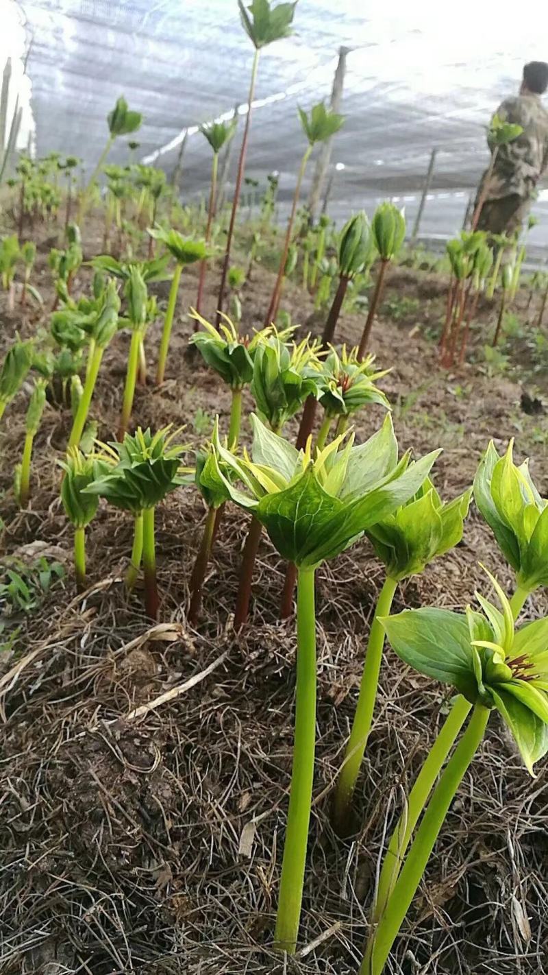 多芽重楼苗，专门选货，一颗多的有100个芽头的盆栽苗