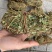 鸡骨草产地一手货源，新货足干够老水