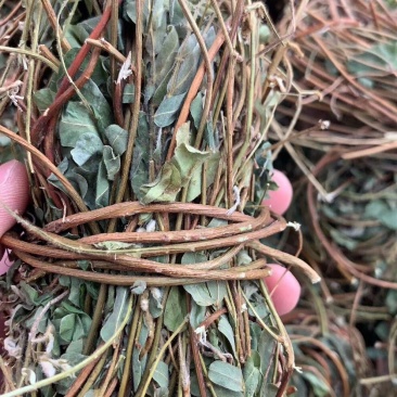 鸡骨草产地一手货源，新货足干够老水
