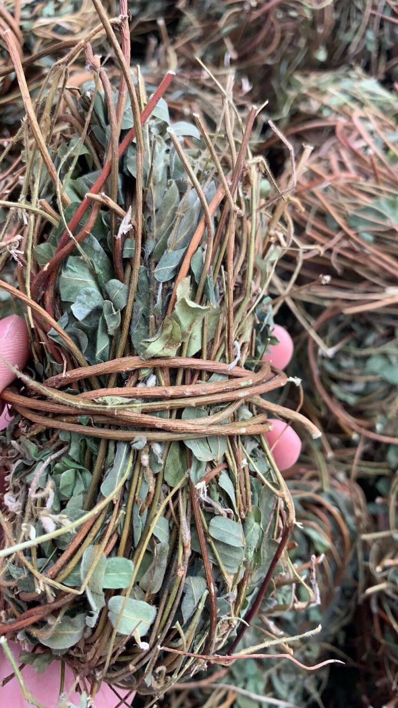 鸡骨草产地一手货源，新货足干够老水