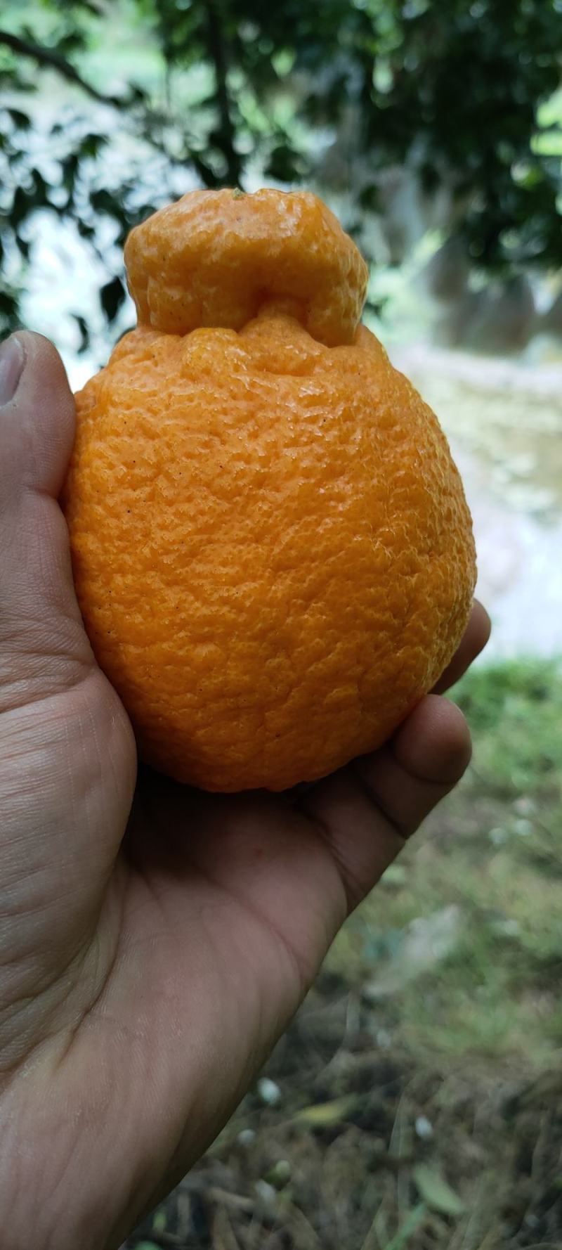 四川不知火丑橘。大量上市了。几千万斤大园子。