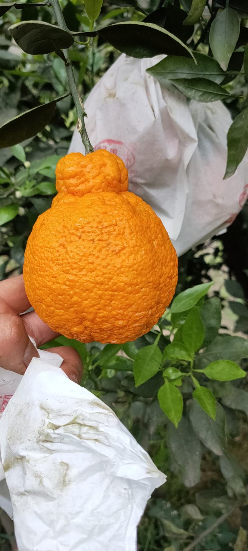 四川不知火丑橘。大量上市了。几千万斤大园子。