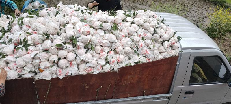 四川不知火丑橘。大量上市了。几千万斤大园子。