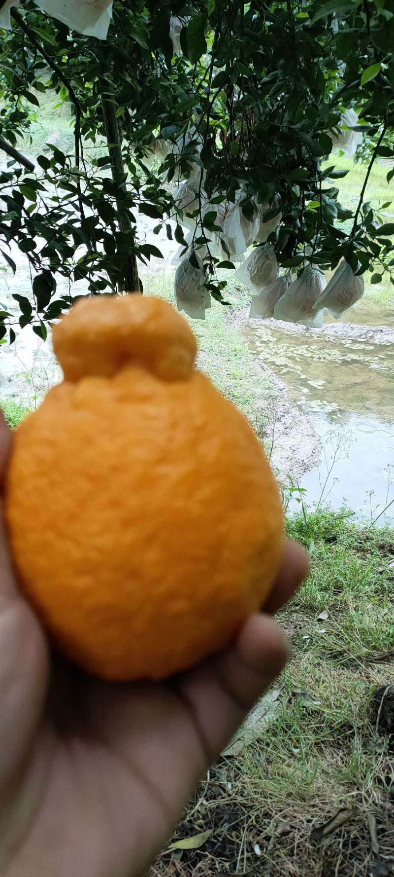四川不知火丑橘。大量上市了。几千万斤大园子。