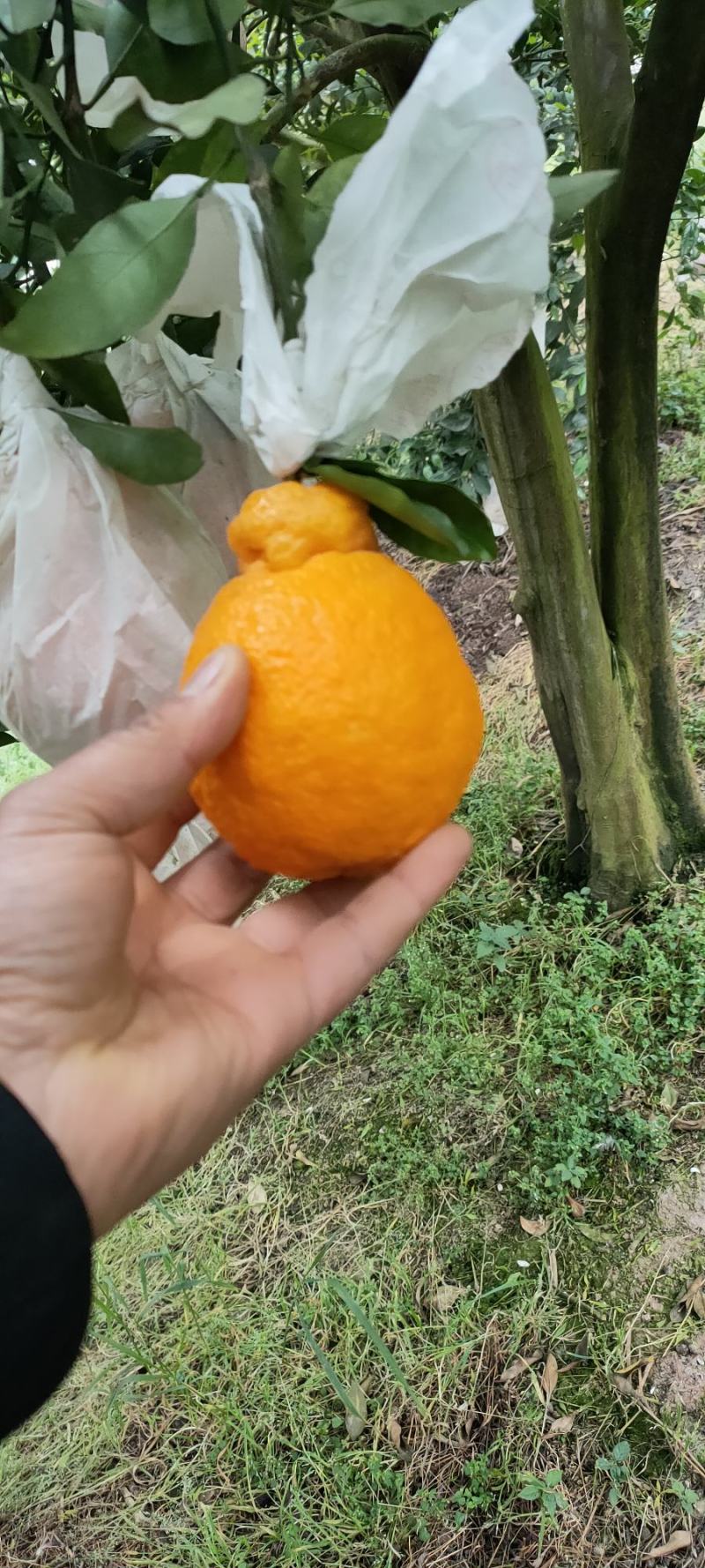 四川不知火丑橘。大量上市了。几千万斤大园子。