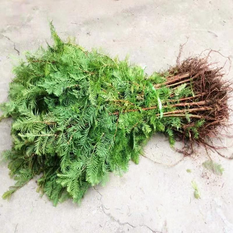 水杉树苗杉树苗落羽杉树苗水杉苗南北方树苗水杉苗金叶水杉树