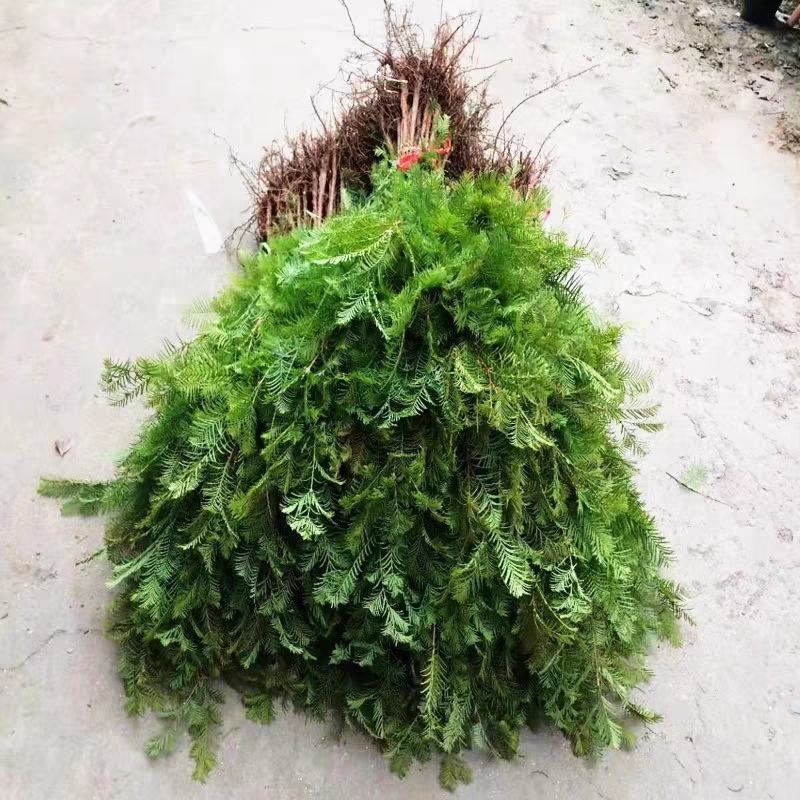 水杉树苗杉树苗落羽杉树苗水杉苗南北方树苗水杉苗金叶水杉树