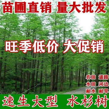 水杉树苗杉树苗落羽杉树苗水杉苗南北方树苗水杉苗金叶水杉树