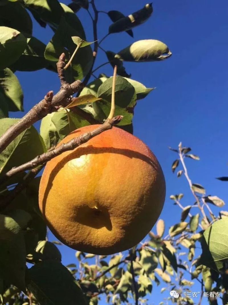 丽江木梨果农朋友的金果今年种植来年见果