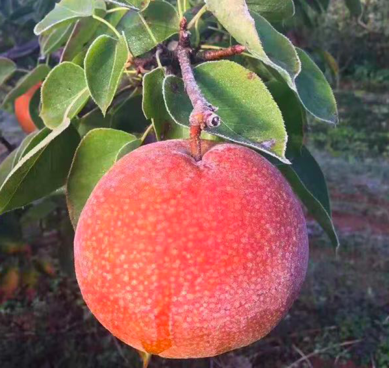 丽江木梨果农朋友的金果今年种植来年见果