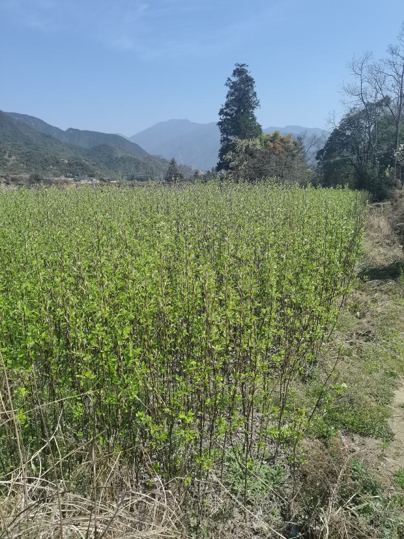 丽江木梨果农朋友的金果今年种植来年见果
