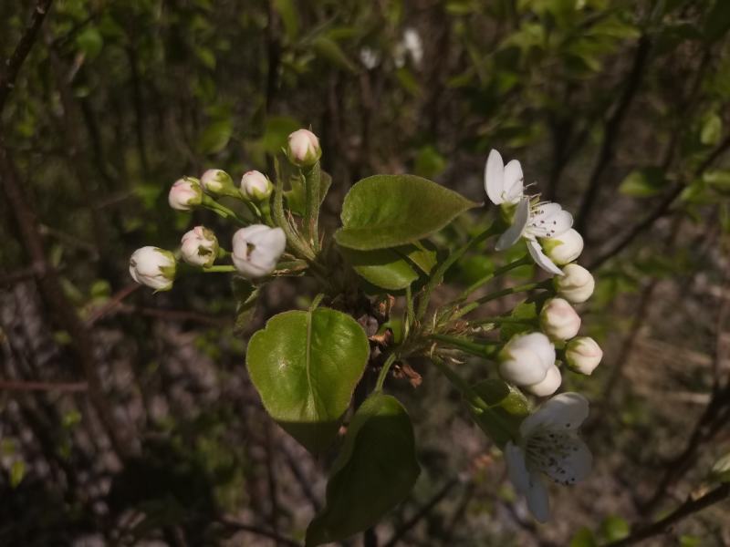 丽江木梨果农朋友的金果今年种植来年见果