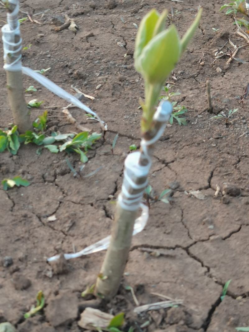 丽江木梨果农朋友的金果今年种植来年见果