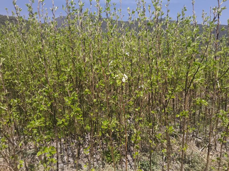 丽江木梨果农朋友的金果今年种植来年见果