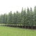 水杉树苗杉树苗落羽杉树苗水杉苗南北方树苗水杉苗金叶水杉树